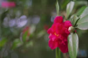 皇家华人 情欲娃娃一日约会 美腿清纯混血儿  背景图片