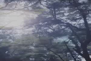 【小编推荐】三月樱花 古典神明少女 爆操鲜嫩白虎  背景图片