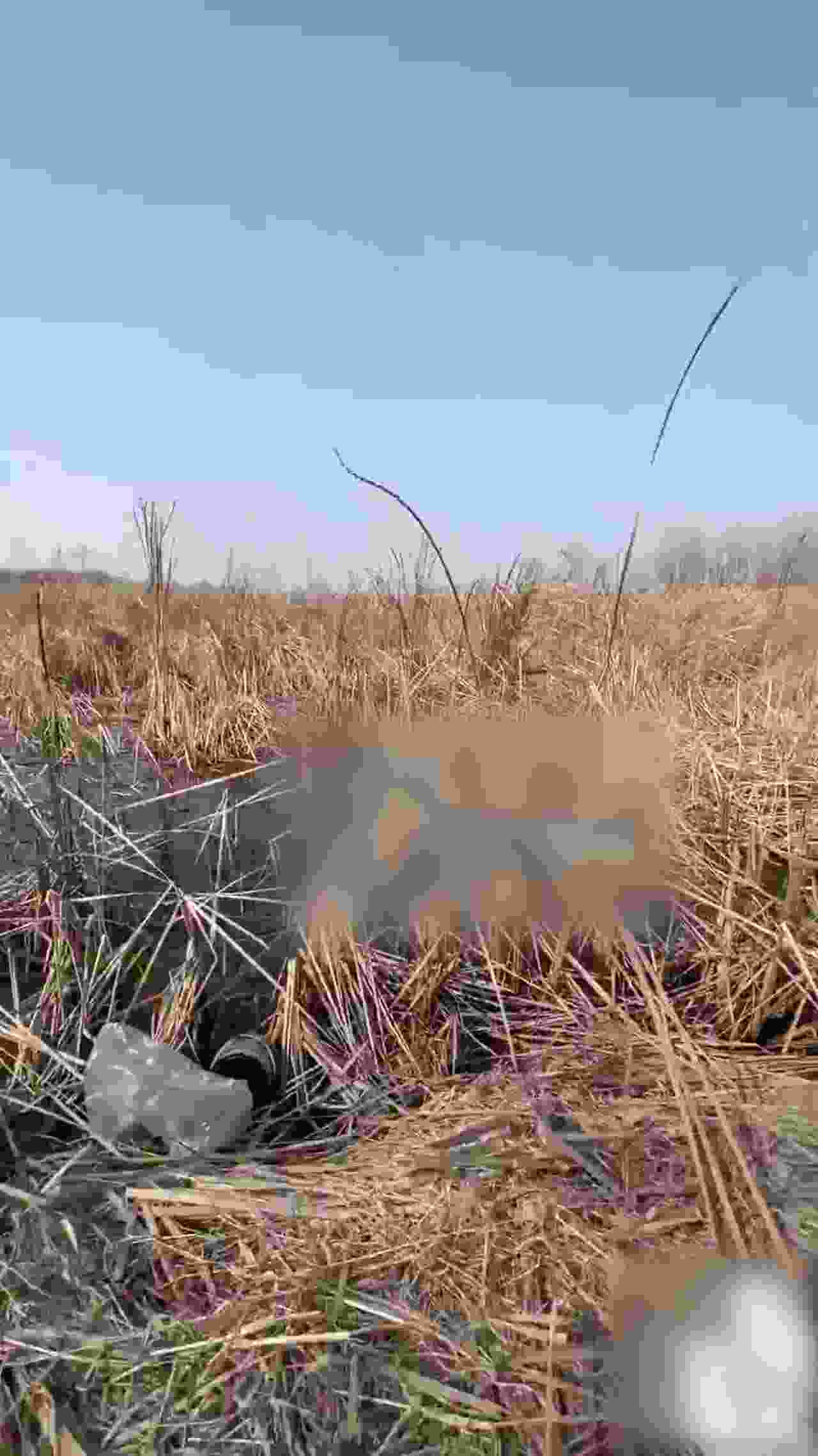  『海角社区』乱伦大神强上女房东 以记录之名把少妇房东野外按在草地疯狂输出 的剧照5