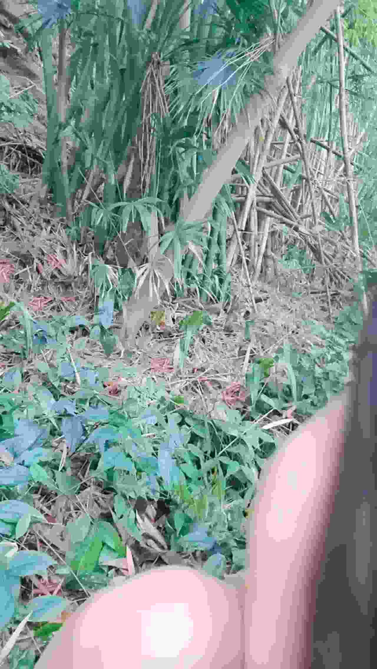  大长腿美女户外勾搭小哥哥野战 带到山上掏出JB深喉口交 翘起屁股站立后入爆艹 的剧照4