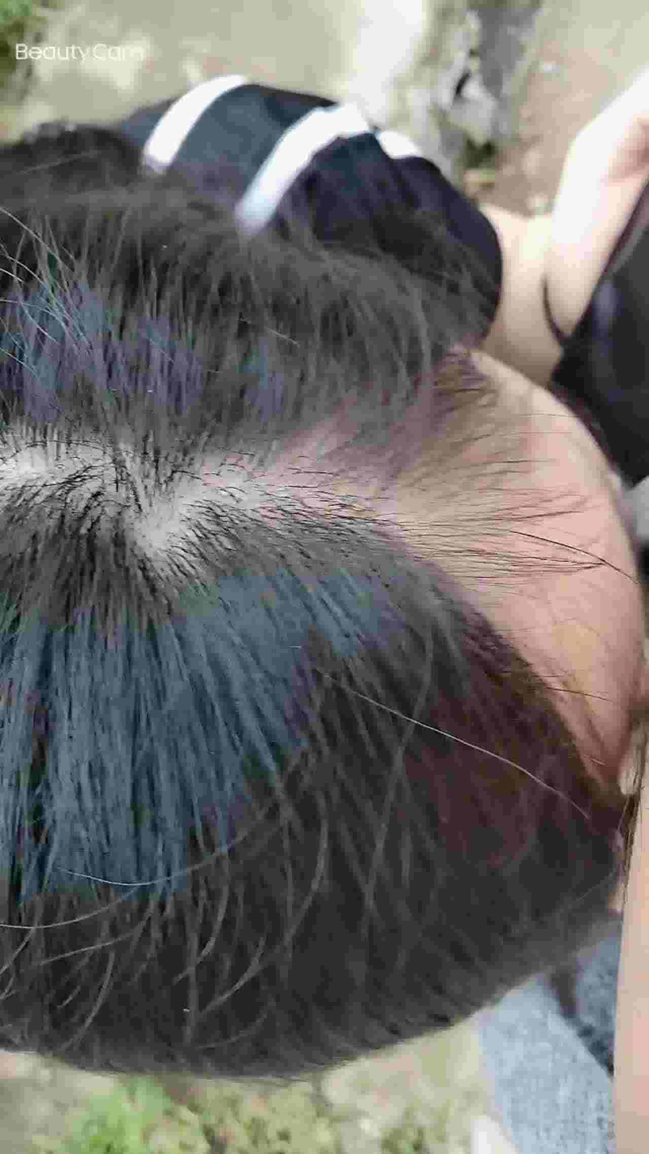  对面好多老头摘枇杷 的剧照1